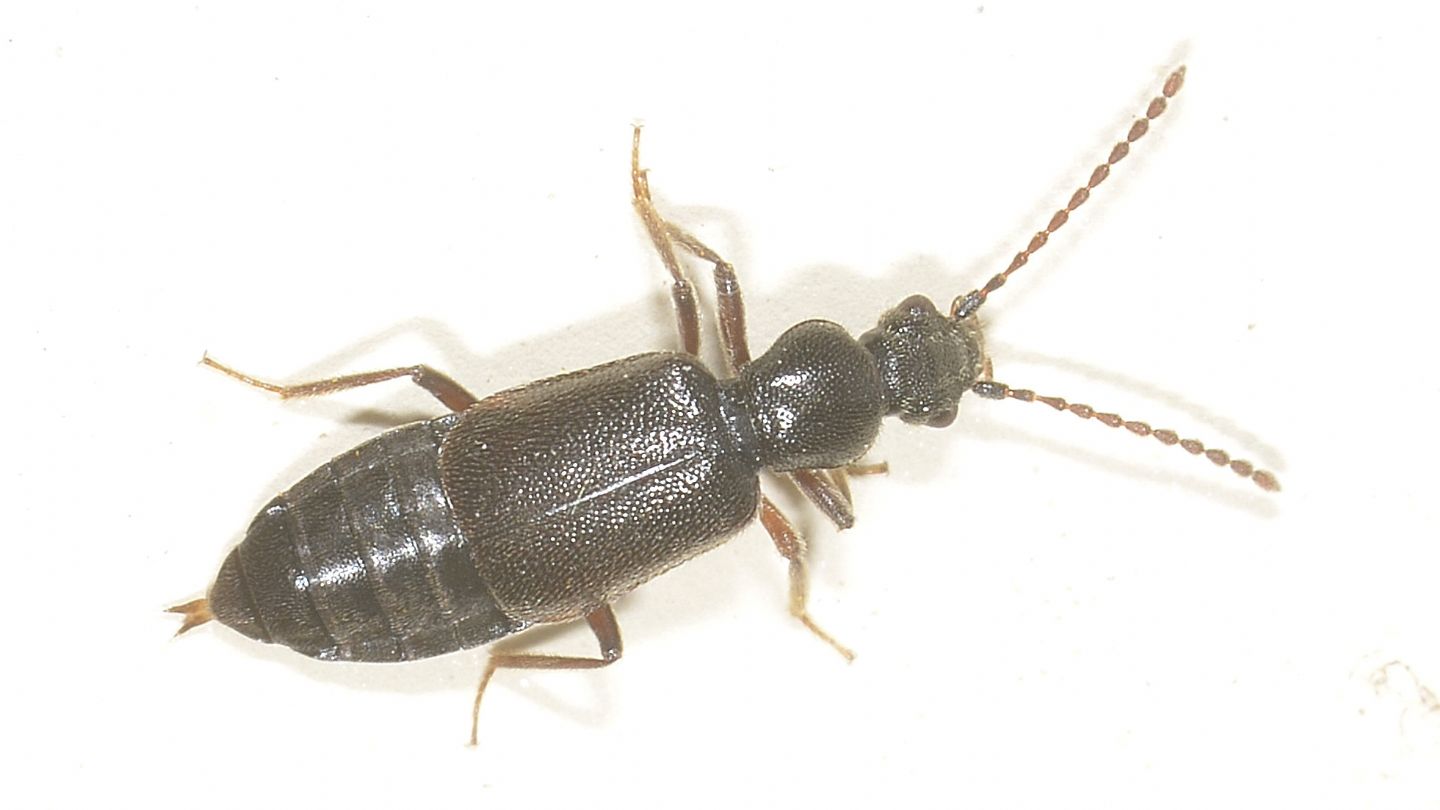 Staphylinidae: Lesteva sp.